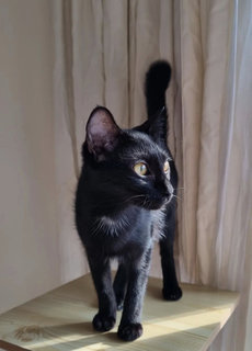 Iris - Domestic Short Hair Cat