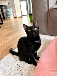 Iris - Domestic Short Hair Cat