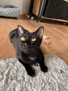 Iris - Domestic Short Hair Cat