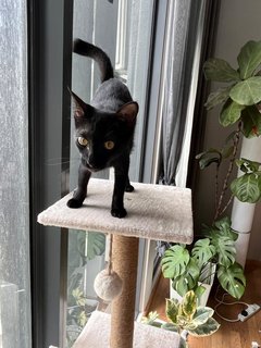 Iris - Domestic Short Hair Cat