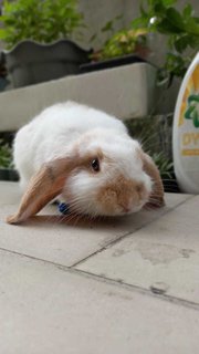 Floppy - Holland Lop Rabbit