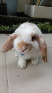 Floppy - Holland Lop Rabbit