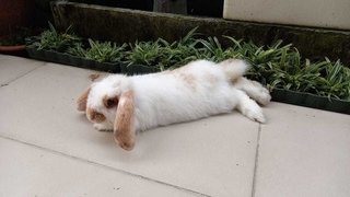 Floppy - Holland Lop Rabbit