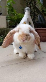 Floppy - Holland Lop Rabbit