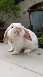 Floppy - Holland Lop Rabbit