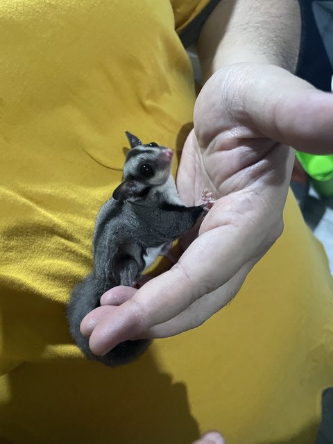 Sugar - Sugar Glider Small & Furry