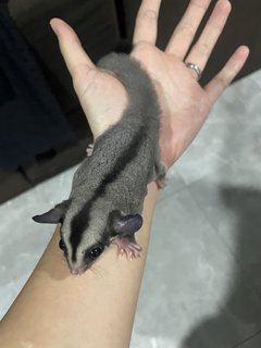 Sugar - Sugar Glider Small & Furry