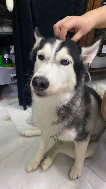 Yelena - Siberian Husky Dog