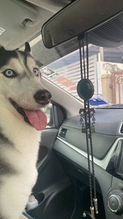 Yelena - Siberian Husky Dog