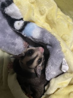 Kiki - Sugar Glider Small & Furry