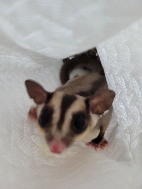 Kiki - Sugar Glider Small & Furry