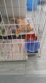 2 Kittens For Adoption - Domestic Short Hair Cat