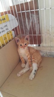 2 Kittens For Adoption - Domestic Short Hair Cat