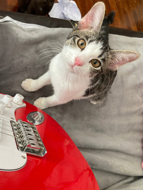 Holy - Domestic Medium Hair Cat