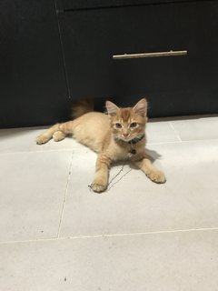 Chiku  - Domestic Medium Hair Cat