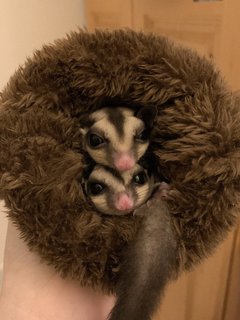 Pat And Bingsoo - Sugar Glider Small & Furry