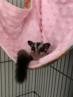 Pat And Bingsoo - Sugar Glider Small & Furry