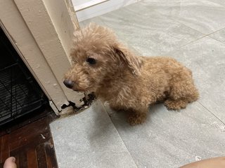 Olivia - Poodle Dog