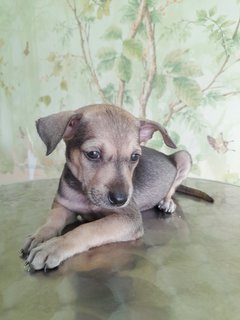 Wolfgirl Mongrel Pup - Mixed Breed Dog