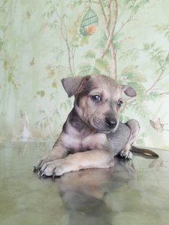 Wolfgirl Mongrel Pup - Mixed Breed Dog