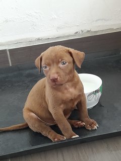 Toffeegirl Mongrel Pup - Mixed Breed Dog