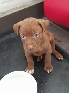 Toffeegirl Mongrel Pup - Mixed Breed Dog