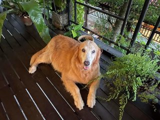 Copper - Golden Retriever Dog