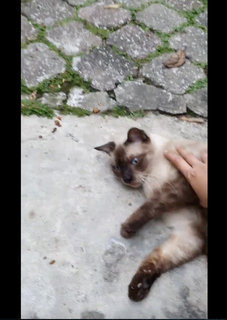 Snowy - Domestic Short Hair + Siamese Cat