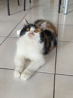 Pisho - Domestic Medium Hair Cat