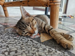 Yoohoo - Domestic Medium Hair Cat