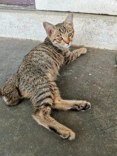 Yoohoo - Domestic Medium Hair Cat