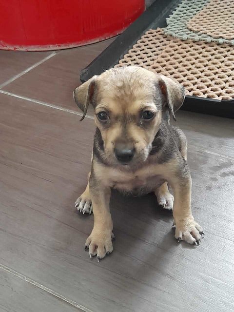 Miley - Mixed Breed Dog