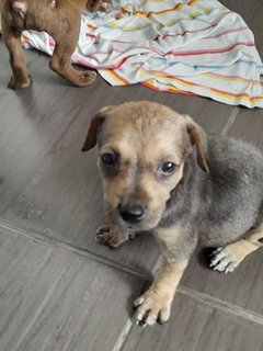 Miley - Mixed Breed Dog