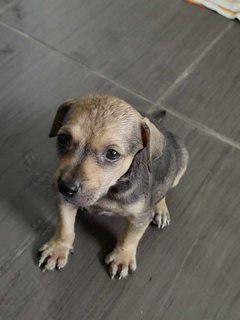 Miley - Mixed Breed Dog