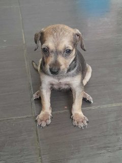 Miley - Mixed Breed Dog