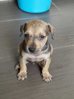 Miley - Mixed Breed Dog