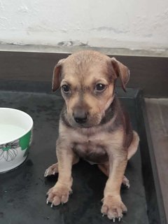 Miley - Mixed Breed Dog