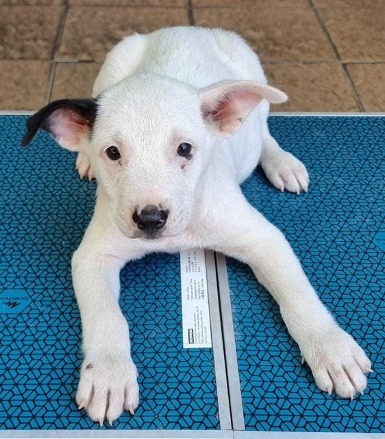 Terry - Mixed Breed Dog