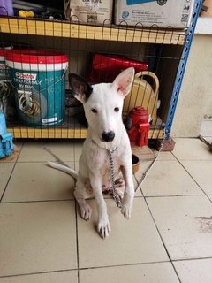 Terry - Mixed Breed Dog