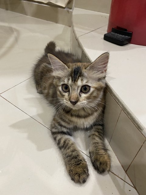 2 Siblings Kitten  - Domestic Short Hair + Domestic Medium Hair Cat