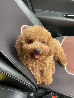 Pudding - Poodle Dog