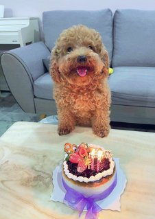 Pudding - Poodle Dog