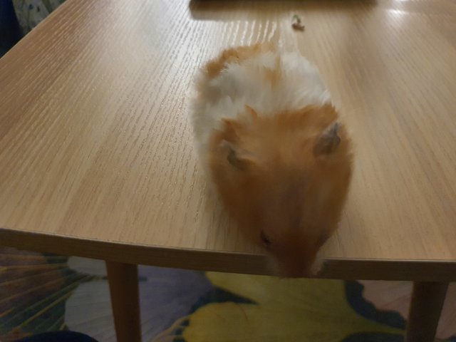 Fei - Syrian / Golden Hamster Hamster