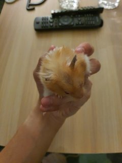 Fei - Syrian / Golden Hamster Hamster