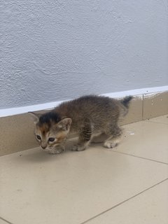 Kiki And Family - Domestic Short Hair Cat