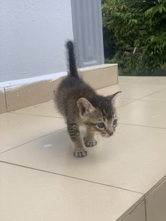 Kiki And Family - Domestic Short Hair Cat