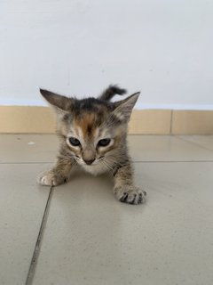 Kiki And Family - Domestic Short Hair Cat