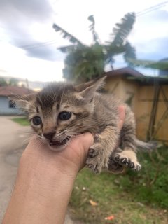 Kiki And Family - Domestic Short Hair Cat