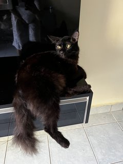 Seal - Domestic Medium Hair Cat