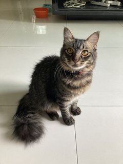 Bubba - Domestic Medium Hair + Domestic Long Hair Cat